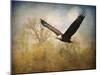 Monarch of the Skies Bald Eagle-Jai Johnson-Mounted Giclee Print