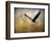 Monarch of the Skies Bald Eagle-Jai Johnson-Framed Giclee Print