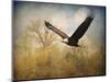 Monarch of the Skies Bald Eagle-Jai Johnson-Mounted Giclee Print