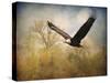 Monarch of the Skies Bald Eagle-Jai Johnson-Stretched Canvas