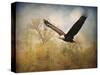 Monarch of the Skies Bald Eagle-Jai Johnson-Stretched Canvas