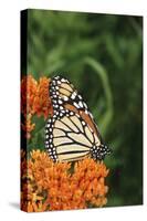 Monarch on Butterfly Milkweed, Marion County, Illinois-Richard and Susan Day-Stretched Canvas