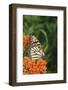 Monarch on Butterfly Milkweed, Marion County, Illinois-Richard and Susan Day-Framed Photographic Print