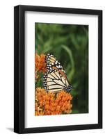 Monarch on Butterfly Milkweed, Marion County, Illinois-Richard and Susan Day-Framed Photographic Print