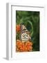 Monarch on Butterfly Milkweed, Marion County, Illinois-Richard and Susan Day-Framed Photographic Print