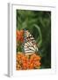 Monarch on Butterfly Milkweed, Marion County, Illinois-Richard and Susan Day-Framed Photographic Print