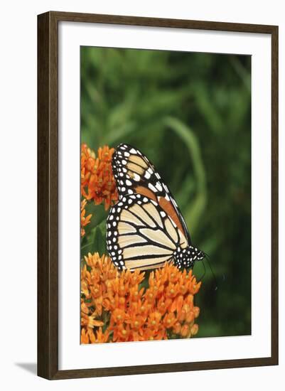 Monarch on Butterfly Milkweed, Marion County, Illinois-Richard and Susan Day-Framed Photographic Print