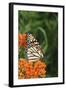 Monarch on Butterfly Milkweed, Marion County, Illinois-Richard and Susan Day-Framed Photographic Print