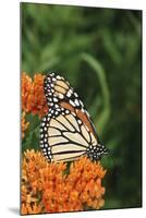 Monarch on Butterfly Milkweed, Marion County, Illinois-Richard and Susan Day-Mounted Photographic Print