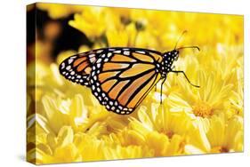 Monarch on Chrysanthemums-Alan Hausenflock-Stretched Canvas