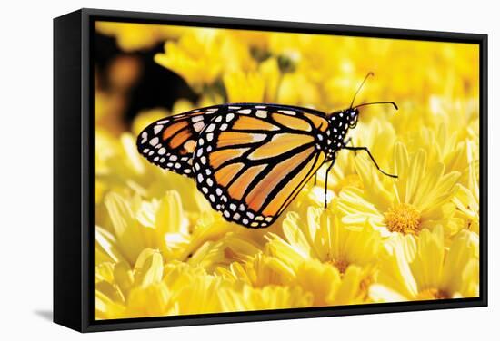 Monarch on Chrysanthemums-Alan Hausenflock-Framed Stretched Canvas