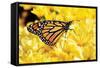 Monarch on Chrysanthemums-Alan Hausenflock-Framed Stretched Canvas