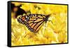 Monarch on Chrysanthemums-Alan Hausenflock-Framed Stretched Canvas