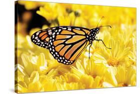 Monarch on Chrysanthemums-Alan Hausenflock-Stretched Canvas