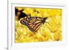Monarch on Chrysanthemums-Alan Hausenflock-Framed Photographic Print