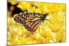 Monarch on Chrysanthemums-Alan Hausenflock-Mounted Photographic Print