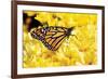 Monarch on Chrysanthemums-Alan Hausenflock-Framed Photographic Print