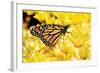 Monarch on Chrysanthemums-Alan Hausenflock-Framed Photographic Print