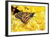 Monarch on Chrysanthemums-Alan Hausenflock-Framed Photographic Print