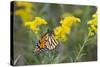 Monarch on Goldenrod, Marion Co. Il-Richard ans Susan Day-Stretched Canvas