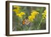 Monarch on Goldenrod, Marion Co. Il-Richard ans Susan Day-Framed Photographic Print