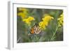 Monarch on Goldenrod, Marion Co. Il-Richard ans Susan Day-Framed Photographic Print