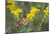 Monarch on Goldenrod, Marion Co. Il-Richard ans Susan Day-Mounted Photographic Print