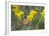 Monarch on Goldenrod, Marion Co. Il-Richard ans Susan Day-Framed Photographic Print