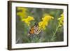 Monarch on Goldenrod, Marion Co. Il-Richard ans Susan Day-Framed Photographic Print