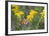 Monarch on Goldenrod, Marion Co. Il-Richard ans Susan Day-Framed Photographic Print