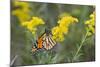 Monarch on Goldenrod, Marion Co. Il-Richard ans Susan Day-Mounted Photographic Print