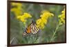 Monarch on Goldenrod, Marion Co. Il-Richard ans Susan Day-Framed Photographic Print