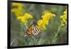 Monarch on Goldenrod, Marion Co. Il-Richard ans Susan Day-Framed Photographic Print