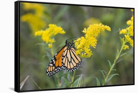 Monarch on Goldenrod, Marion Co. Il-Richard ans Susan Day-Framed Stretched Canvas