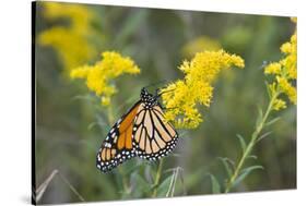 Monarch on Goldenrod, Marion Co. Il-Richard ans Susan Day-Stretched Canvas