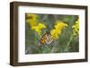 Monarch on Goldenrod, Marion Co. Il-Richard ans Susan Day-Framed Photographic Print