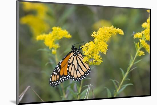 Monarch on Goldenrod, Marion Co. Il-Richard ans Susan Day-Mounted Photographic Print