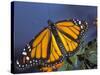 Monarch on Lantana, Florida, Usa-Maresa Pryor-Stretched Canvas