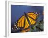 Monarch on Lantana, Florida, Usa-Maresa Pryor-Framed Photographic Print
