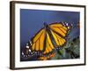 Monarch on Lantana, Florida, Usa-Maresa Pryor-Framed Photographic Print