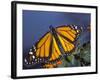 Monarch on Lantana, Florida, Usa-Maresa Pryor-Framed Photographic Print