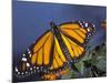 Monarch on Lantana, Florida, Usa-Maresa Pryor-Mounted Photographic Print