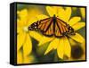 Monarch on Mexican Sunflower in the Woodland Park Zoo, Seattle, Washington, USA-Darrell Gulin-Framed Stretched Canvas