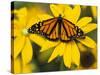 Monarch on Mexican Sunflower in the Woodland Park Zoo, Seattle, Washington, USA-Darrell Gulin-Stretched Canvas