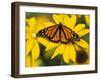 Monarch on Mexican Sunflower in the Woodland Park Zoo, Seattle, Washington, USA-Darrell Gulin-Framed Premium Photographic Print