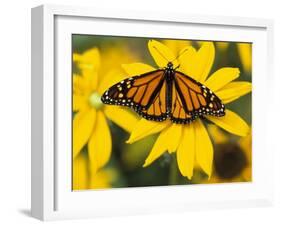 Monarch on Mexican Sunflower in the Woodland Park Zoo, Seattle, Washington, USA-Darrell Gulin-Framed Premium Photographic Print