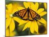 Monarch on Mexican Sunflower in the Woodland Park Zoo, Seattle, Washington, USA-Darrell Gulin-Mounted Premium Photographic Print