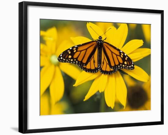 Monarch on Mexican Sunflower in the Woodland Park Zoo, Seattle, Washington, USA-Darrell Gulin-Framed Photographic Print