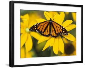 Monarch on Mexican Sunflower in the Woodland Park Zoo, Seattle, Washington, USA-Darrell Gulin-Framed Photographic Print