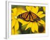 Monarch on Mexican Sunflower in the Woodland Park Zoo, Seattle, Washington, USA-Darrell Gulin-Framed Photographic Print